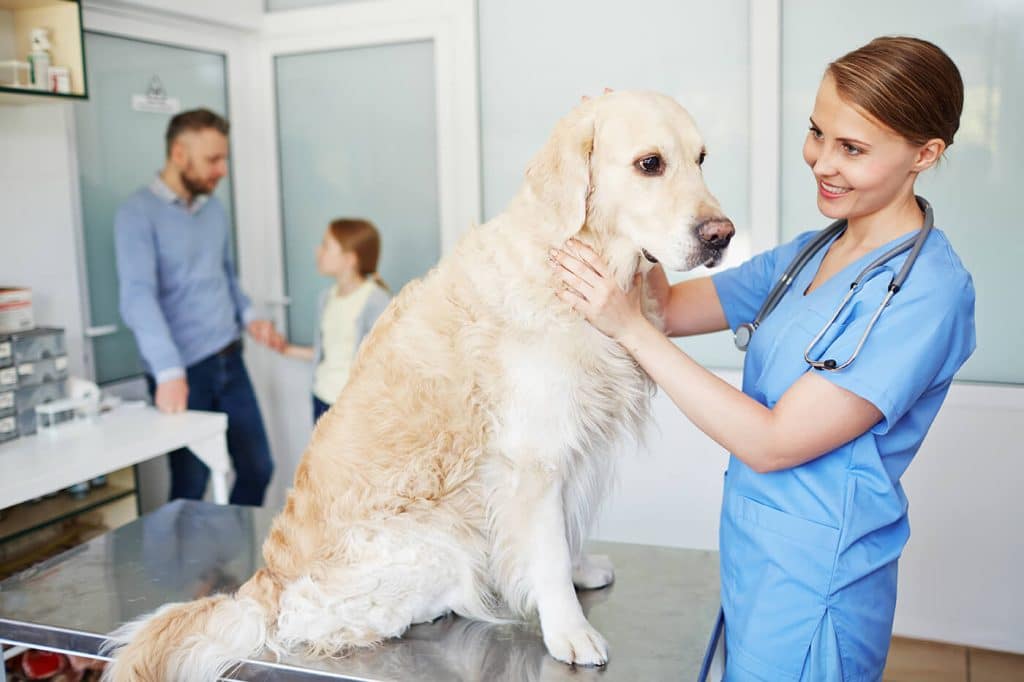 Veterinary Medicine